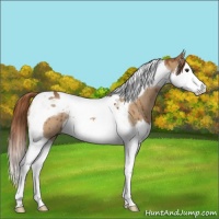 Horse Color:Red Dun Splash Tobiano Rabicano Brindle 