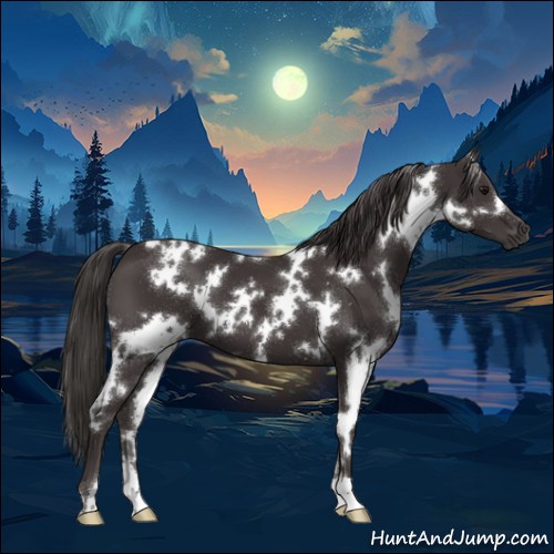 Horse Color:White Spotted Smoky Black