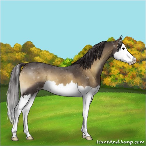 Horse Color:Smoky Blue Onyx Sabino Splash 