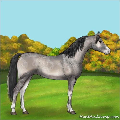 Horse Color:Blue Onyx Ice Rabicano 