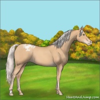 Horse Color:Silver Classic Champagne Appaloosa Rabicano 