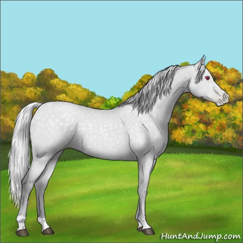 Horse Color:Silver Black Chinchilla Pearl Rabicano 