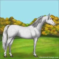 Horse Color:Silver Black Chinchilla Pearl Rabicano 