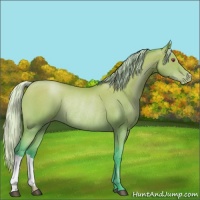 Horse Color:Watercolor Silver Black Chinchilla Pearl Rabicano 