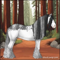 Horse Color:White Spotted Blue Roan Splash 