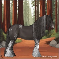 Horse Color:White Spotted Smoky Black 