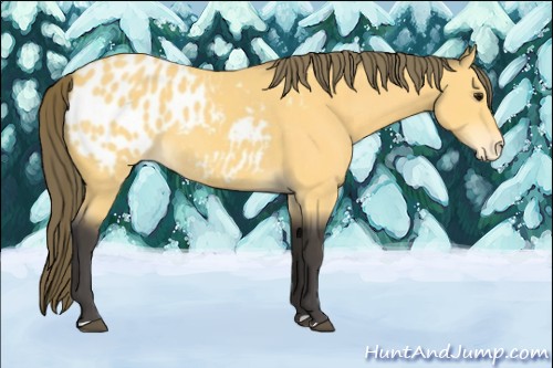 Horse Color:Buckskin Blanket