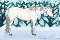 Horse Color:Buckskin Appaloosa