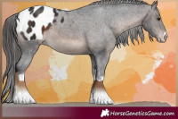 Horse Color:White Spotted Brown Blanket
