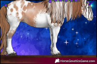 Horse Color:White Spotted Brown Pearl Sabino Blanket Rabicano 