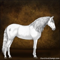 Horse Color:Gray Brown