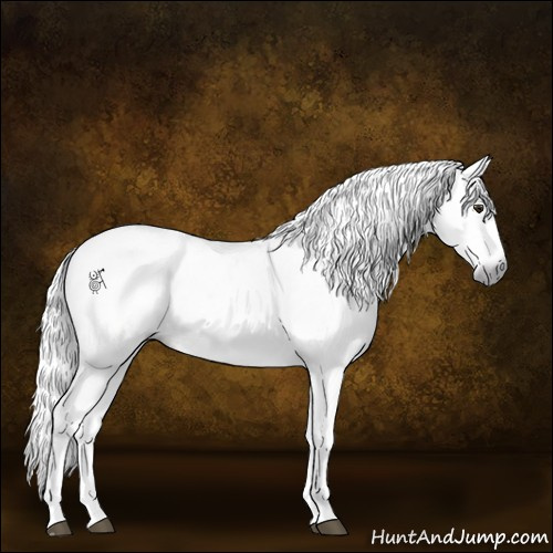 Horse Color:Gray White Spotted Red Dun Rabicano  and Gray White Spotted Red Dun Rabicano 