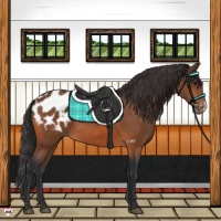 Horse Color:Bay Appaloosa 