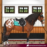Horse Color:Bay Appaloosa