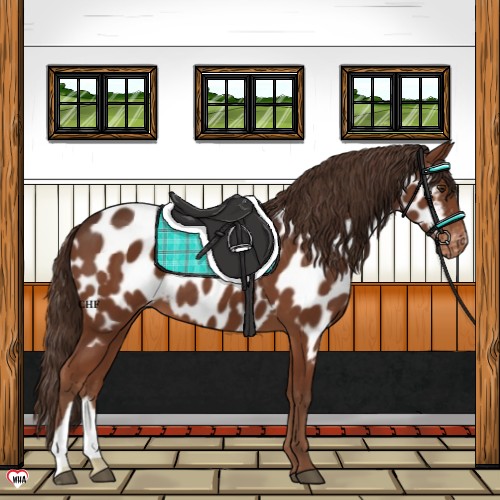 Horse Color:Liver Chestnut Near Leopard 