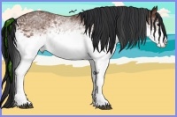 Horse Color:White Spotted Bay 