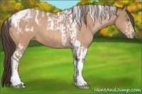 Horse Color:Amber Champagne Sabino Tobiano Blanket  and Amber Champagne Sabino Tobiano Varnish 