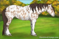 Horse Color:Amber Champagne Sabino Tobiano Near Leopard  and Amber Champagne Sabino Splash Tobiano Near Leopard 