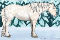 Horse Color:Gold Cream Champagne Pearl Appaloosa 