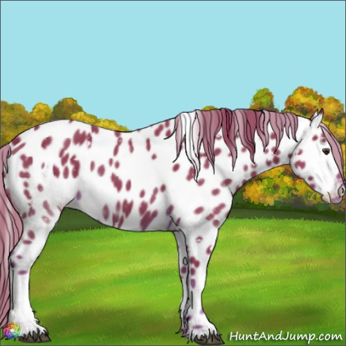 Horse Color:Watercolor White Spotted Liver Chestnut Appaloosa 