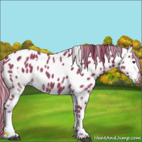 Horse Color:Watercolor White Spotted Liver Chestnut Appaloosa 