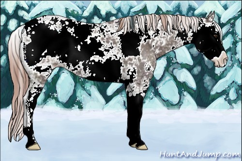 Horse Color:Liver Chestnut Ice Sabino