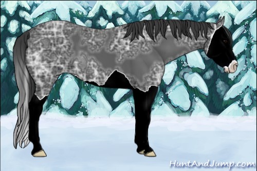 Horse Color:Black Ice Splash 