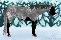 Horse Color:Black Ice Splash 