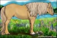 Horse Color:Palomino Rabicano