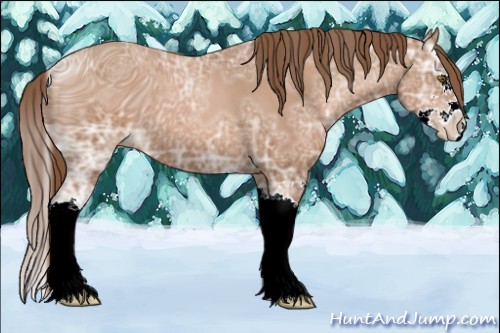 Horse Color:ERROR: UNKNOWN ANOMALY