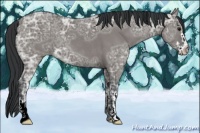 Horse Color:Grullo Ice Sabino 