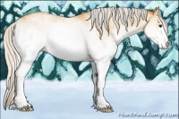 Horse Color:White Spotted Silver Buckskin