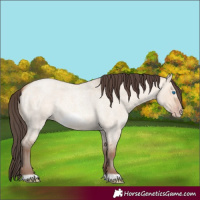 Horse Color:Amber Champagne Roan Dun Frame 