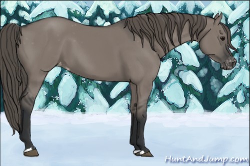 Horse Color:Grullo Appaloosa 