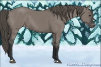 Horse Color:Grullo Appaloosa 