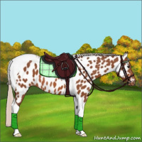 Horse Color:Silver Bay Tobiano Appaloosa 
