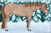Horse Color:Red Roan Appaloosa 