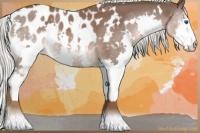 Horse Color:White Spotted Liver Chestnut Mushroom Splash Appaloosa 