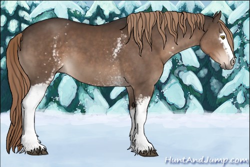 Horse Color:White Spotted Liver Chestnut 