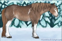 Horse Color:White Spotted Liver Chestnut 