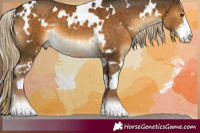Horse Color:White Spotted Chocolate Palomino 