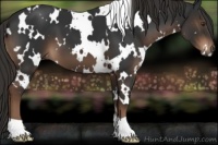 Horse Color:White Spotted Liver Chestnut 