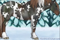 Horse Color:White Spotted Liver Chestnut 