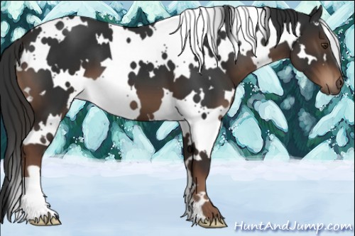 Horse Color:White Spotted Liver Chestnut 