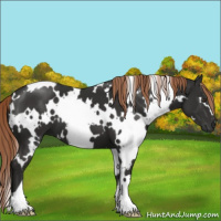Horse Color:White Spotted Liver Chestnut