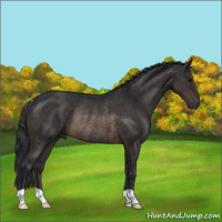 Horse Color:Brown Rabicano 