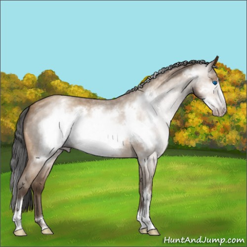 Horse Color:Gray Amber Champagne Roan Sabino Frame 