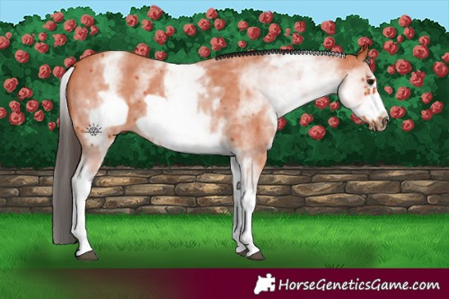 Horse Color:White Spotted Bay Sabino Frame 
