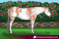 Horse Color:White Spotted Bay Sabino Frame 