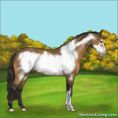 Horse Color:Buckskin Frame 